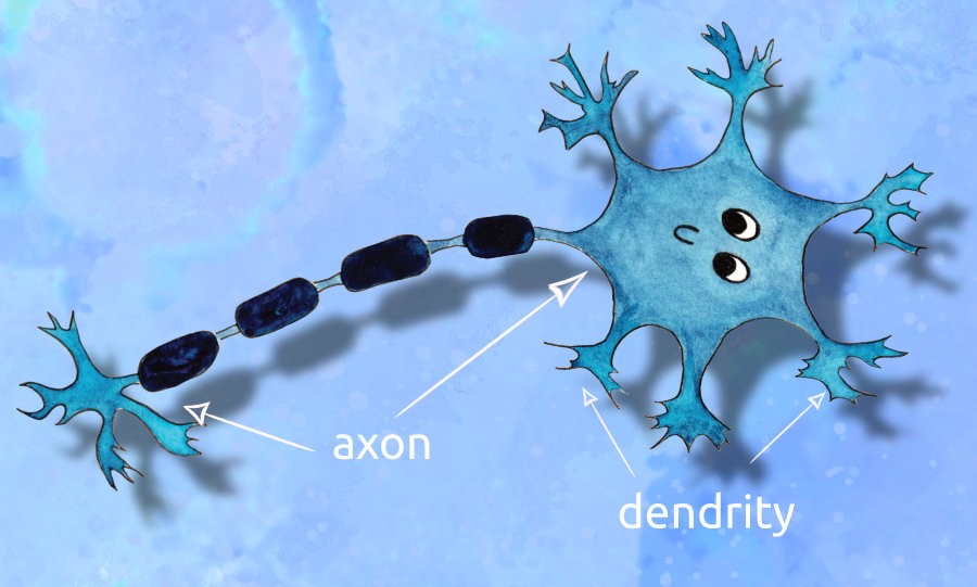 Stavba neuronu – dendrity a axon